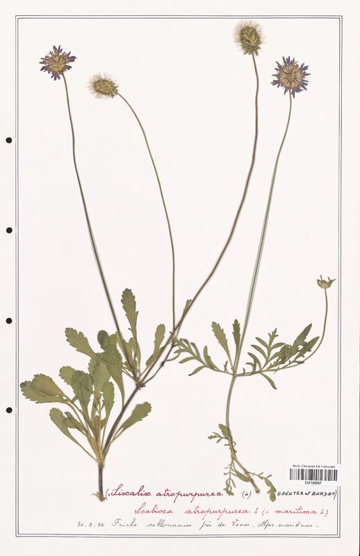 Scabiosa atropurpurea  (Caprifoliaceae)