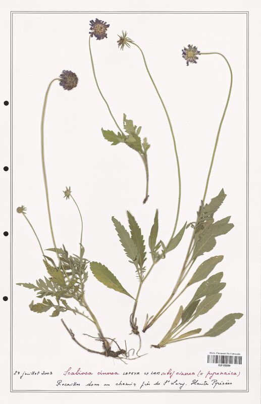 Scabiosa cinerea  (Caprifoliaceae)