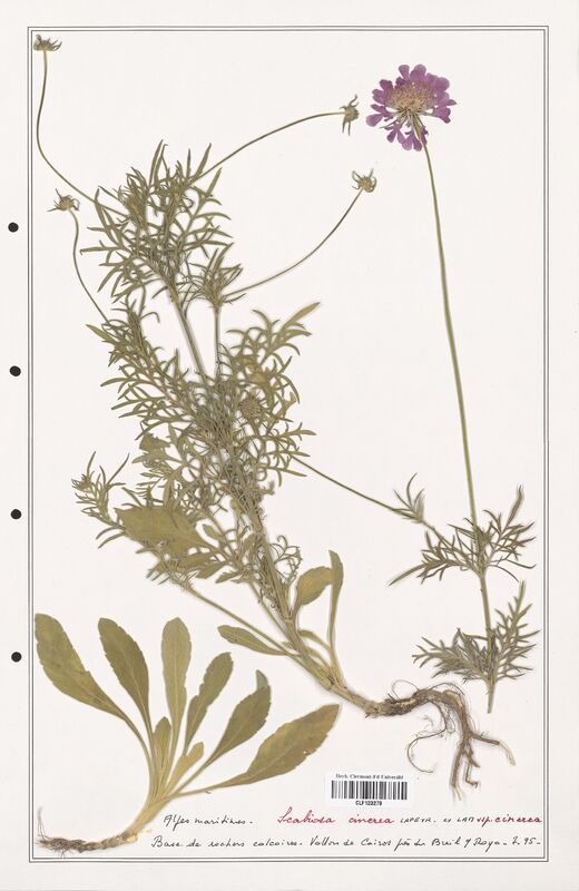 Scabiosa cinerea  (Caprifoliaceae)
