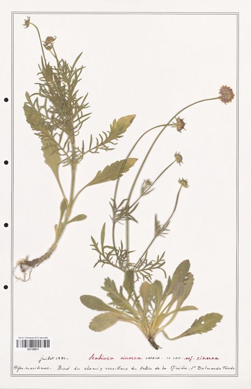 Scabiosa cinerea  (Caprifoliaceae)