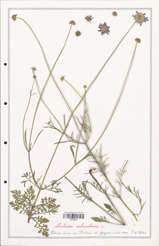Scabiosa columbaria  (Caprifoliaceae)