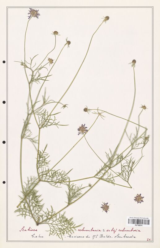 Scabiosa columbaria  (Caprifoliaceae)