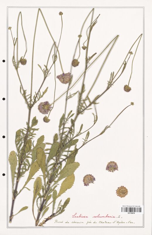 Scabiosa columbaria  (Caprifoliaceae)