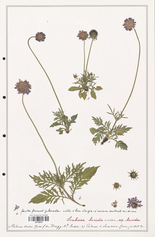 Scabiosa lucida  (Caprifoliaceae)