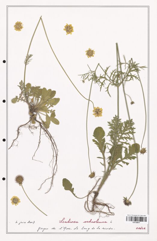 Scabiosa ochroleuca  (Caprifoliaceae)