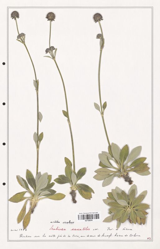 Scabiosa saxatilis  (Caprifoliaceae)