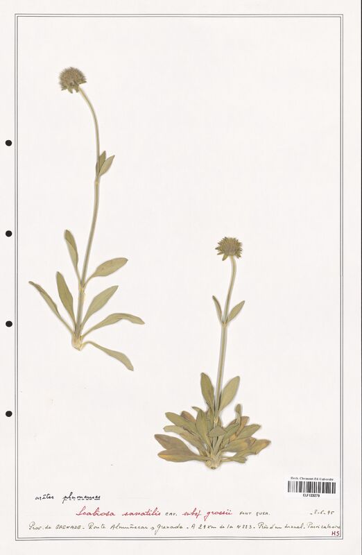 Scabiosa saxatilis  (Caprifoliaceae)