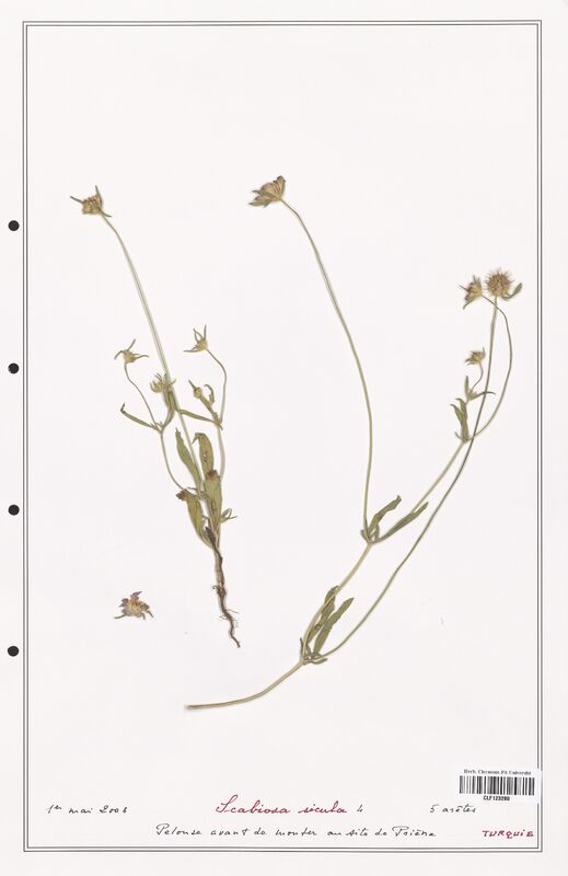 Scabiosa sicula  (Caprifoliaceae)