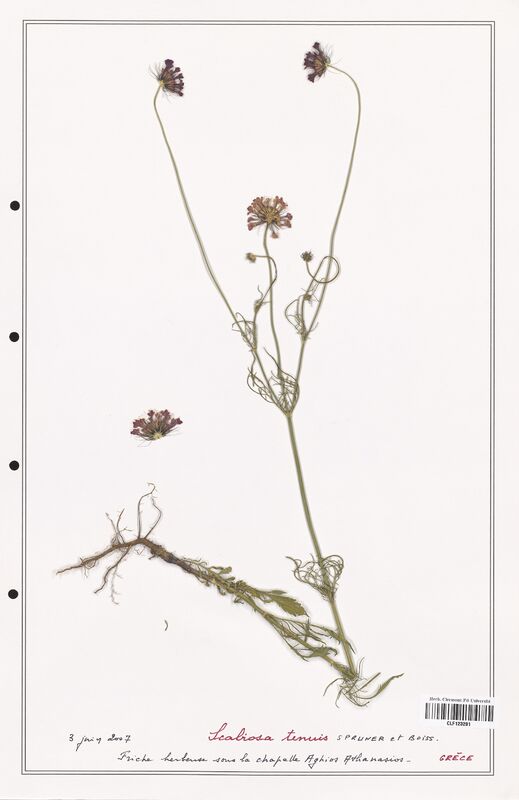 Scabiosa tenuis  (Caprifoliaceae)