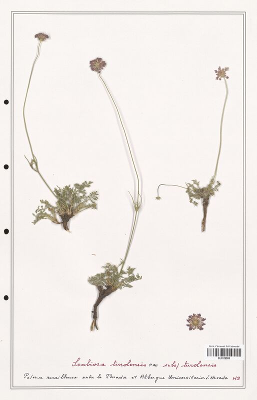Scabiosa turolensis  (Caprifoliaceae)