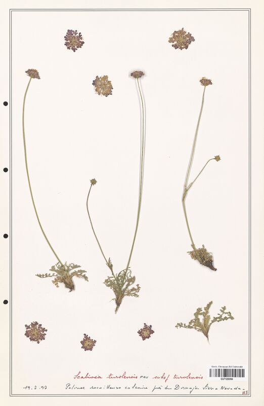 Scabiosa turolensis  (Caprifoliaceae)