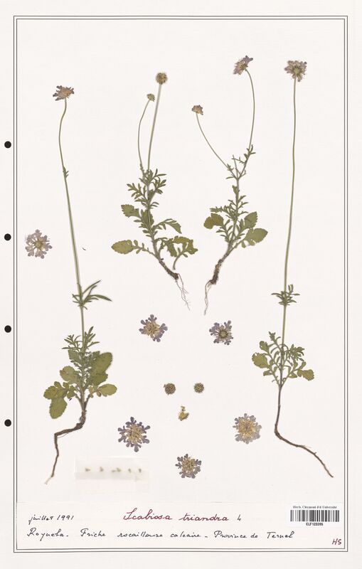 Scabiosa triandra  (Caprifoliaceae)