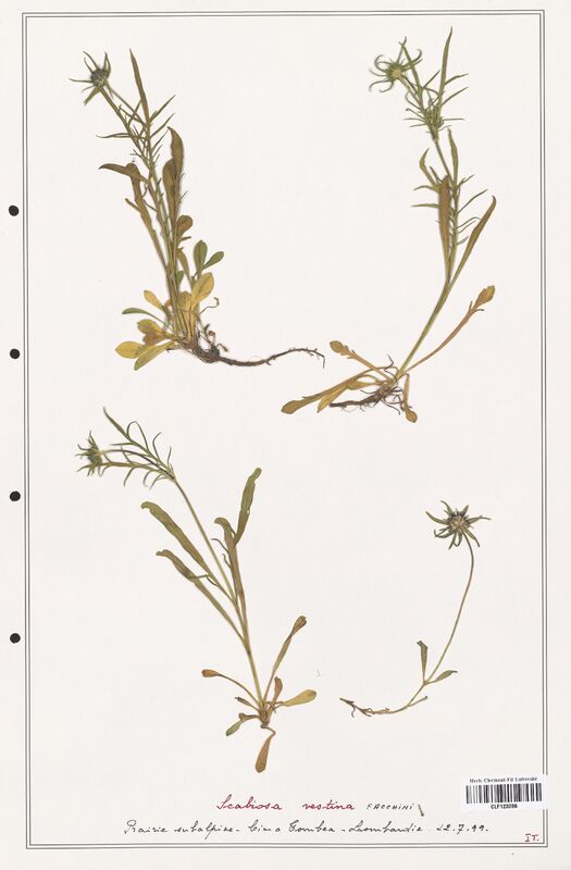 Scabiosa vestina  (Caprifoliaceae)