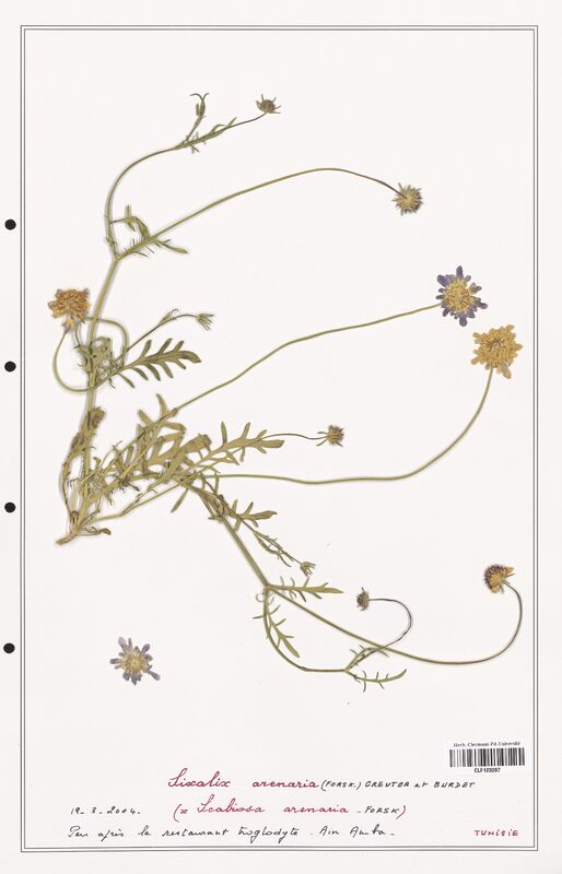 Scabiosa arenaria  (Caprifoliaceae)