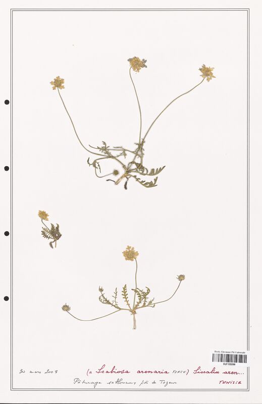Scabiosa arenaria  (Caprifoliaceae)