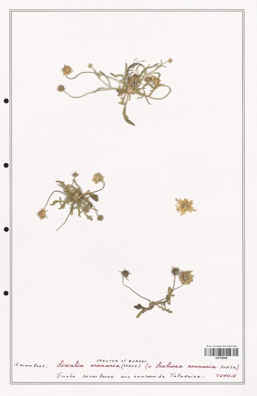 Scabiosa arenaria  (Caprifoliaceae)