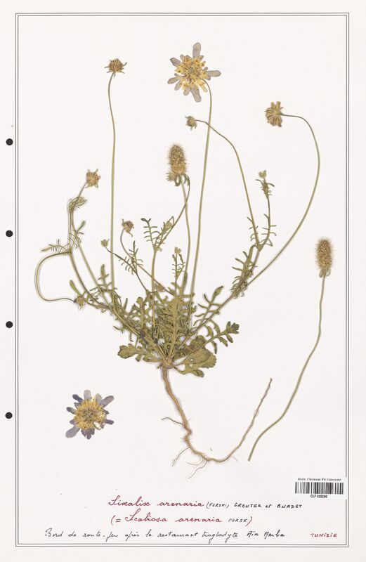 Scabiosa arenaria  (Caprifoliaceae)