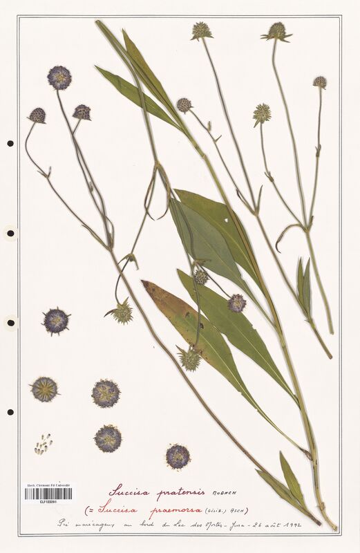 Succisa pratensis  (Caprifoliaceae)