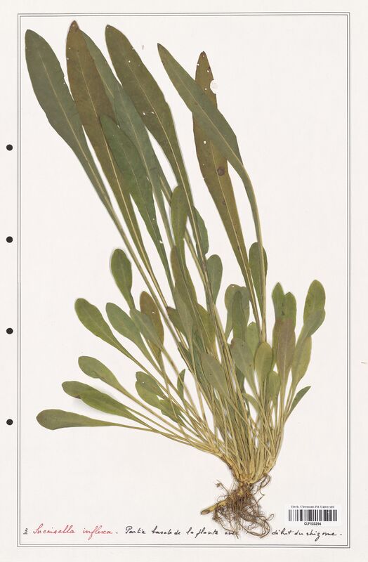 Succisella inflexa  (Caprifoliaceae)