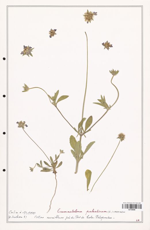 Tremastelma palestinum  (Caprifoliaceae)