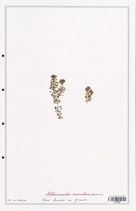 Aldrovandia vesiculosa  (Droseraceae)