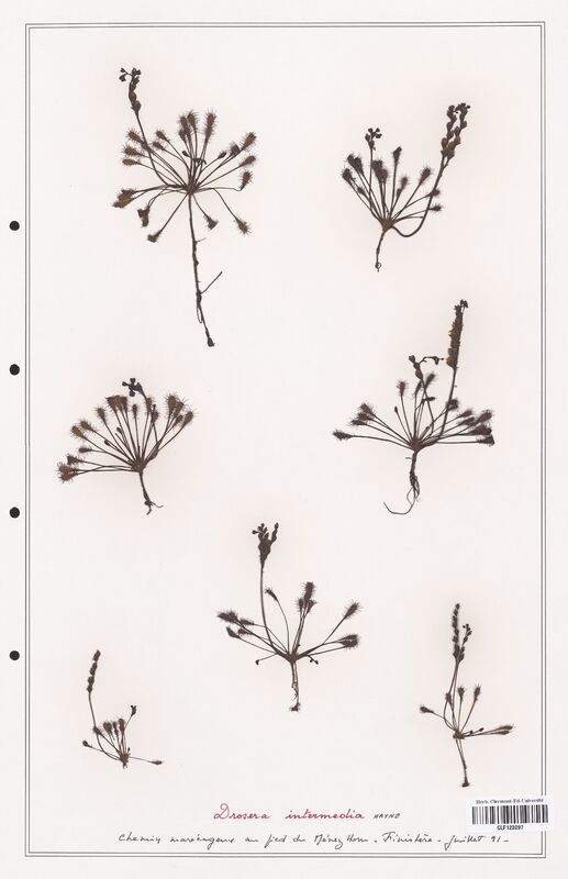 Drosera intermedia  (Droseraceae)