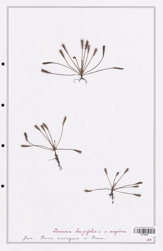 Drosera longifolia  (Droseraceae)