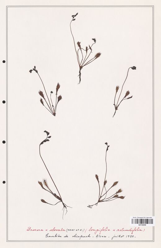 Drosera obovata  (Droseraceae)