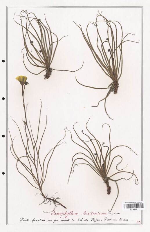 Drosophyllum lusitanicum  (Droseraceae)