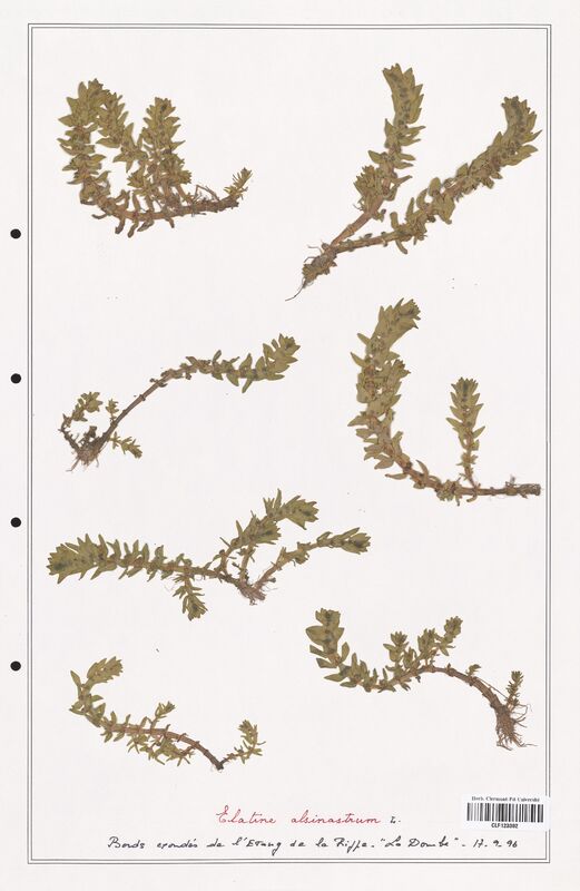 Elatine alsinastrum  (Elatinaceae)