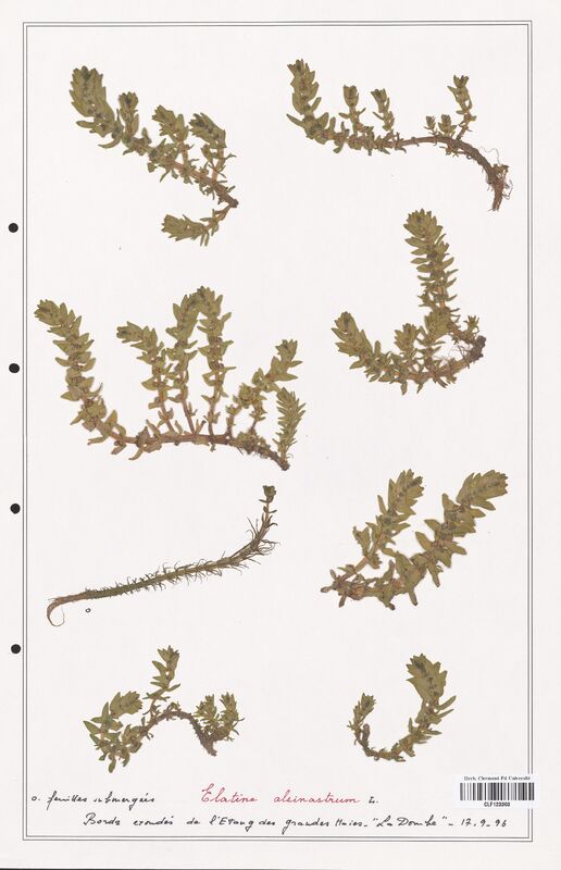 Elatine alsinastrum  (Elatinaceae)