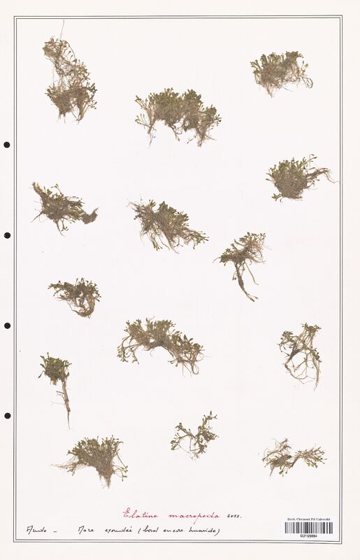 Elatine macropoda  (Elatinaceae)