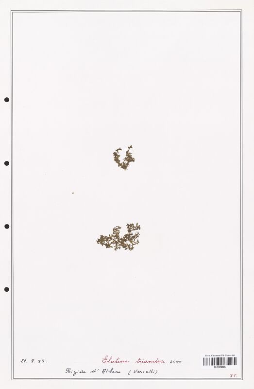 Elatine triandra  (Elatinaceae)