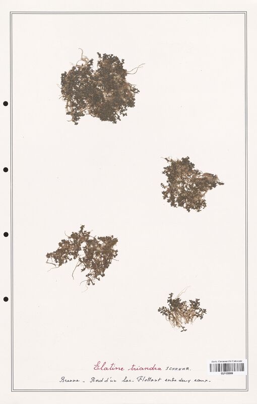 Elatine triandra  (Elatinaceae)