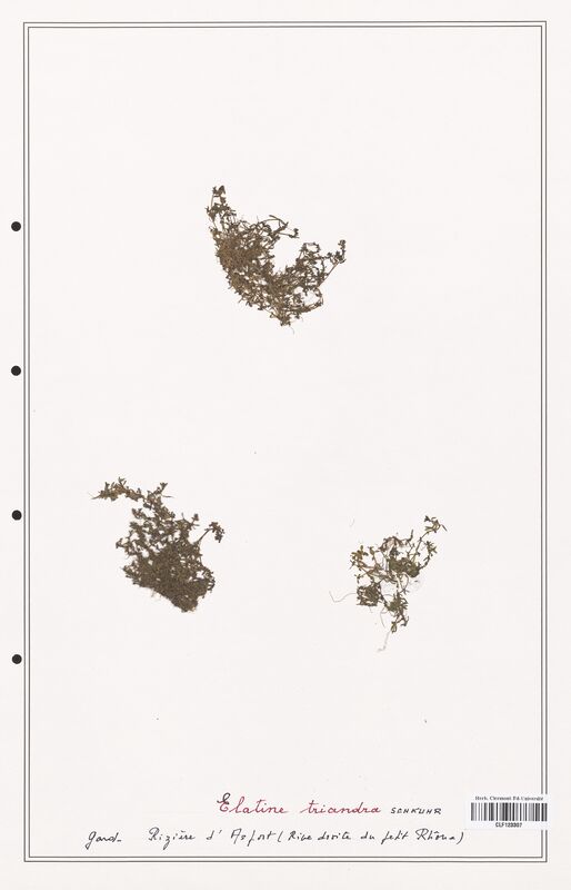 Elatine triandra  (Elatinaceae)