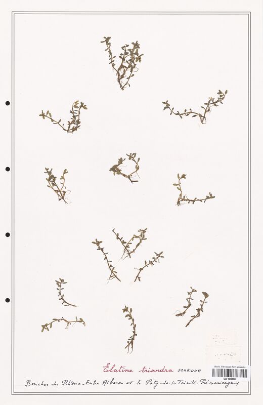 Elatine triandra  (Elatinaceae)