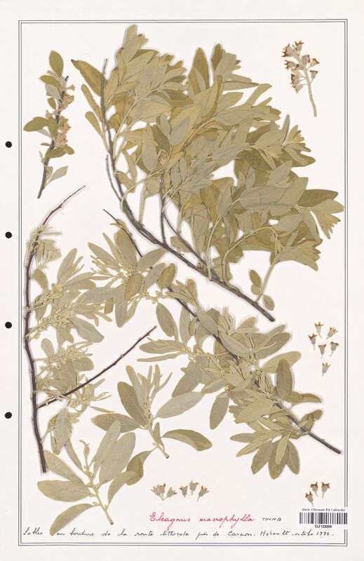 Elaeagnus macropylla  (Elaeagnaceae)