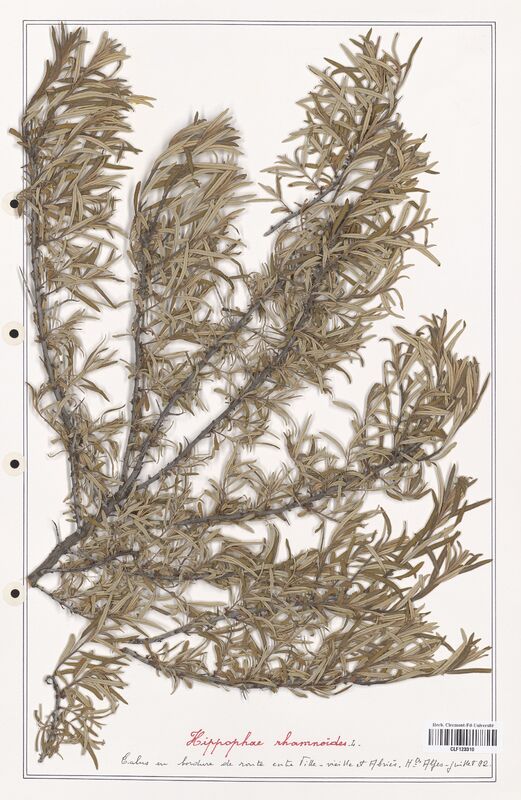 Hippophae rhamnoides  (Elaeagnaceae)