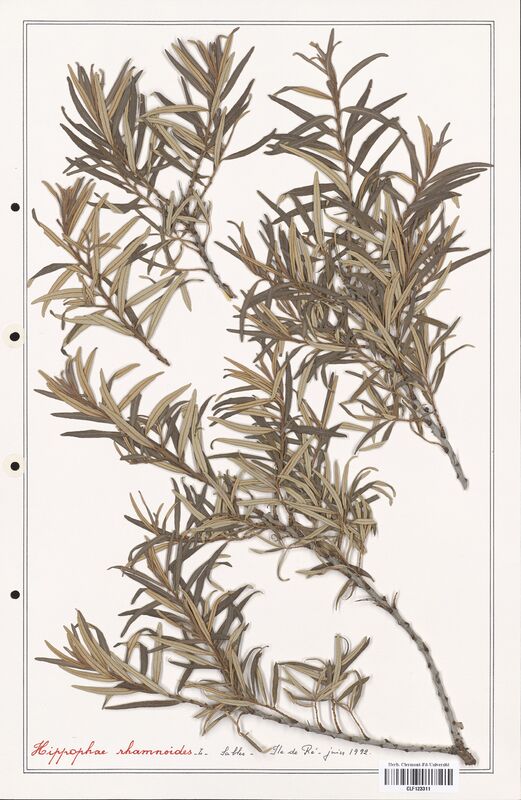 Hippophae rhamnoides  (Elaeagnaceae)