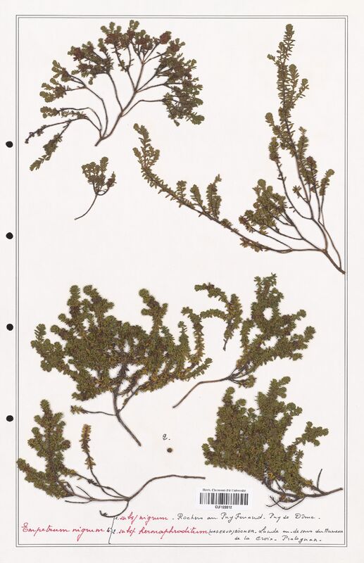 Empetrum nigrum  (Ericaceae)