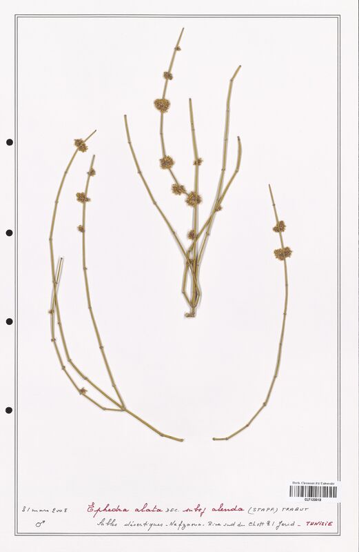 Ephedra alata  (Ephedraceae)