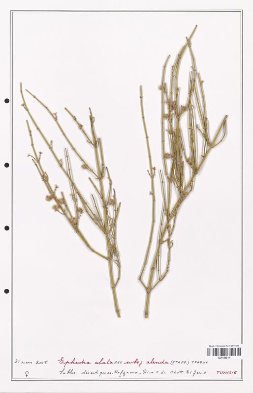 Ephedra alata  (Ephedraceae)