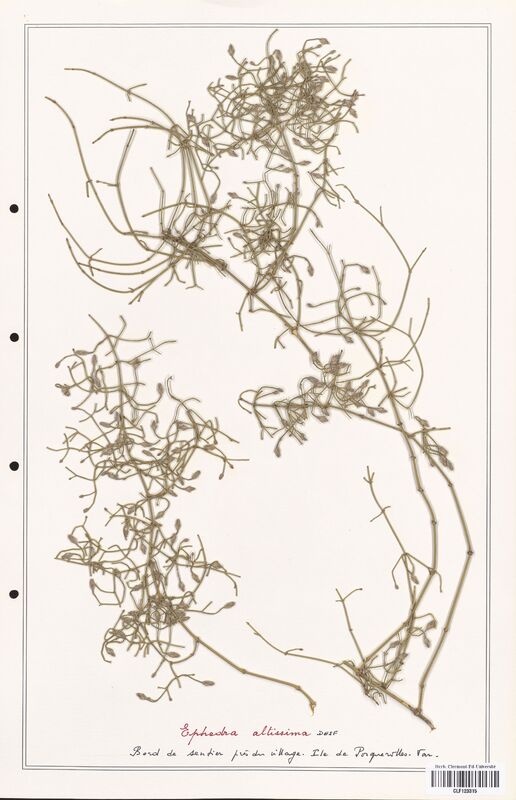 Ephedra altissima  (Ephedraceae)