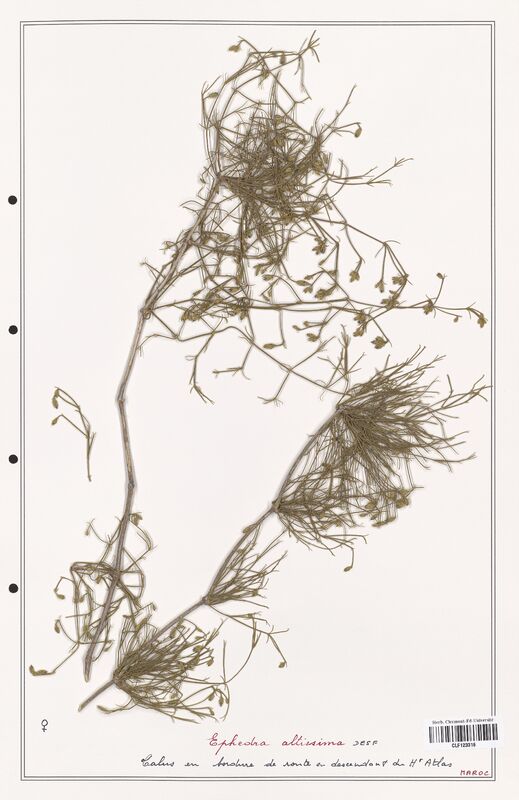 Ephedra altissima  (Ephedraceae)