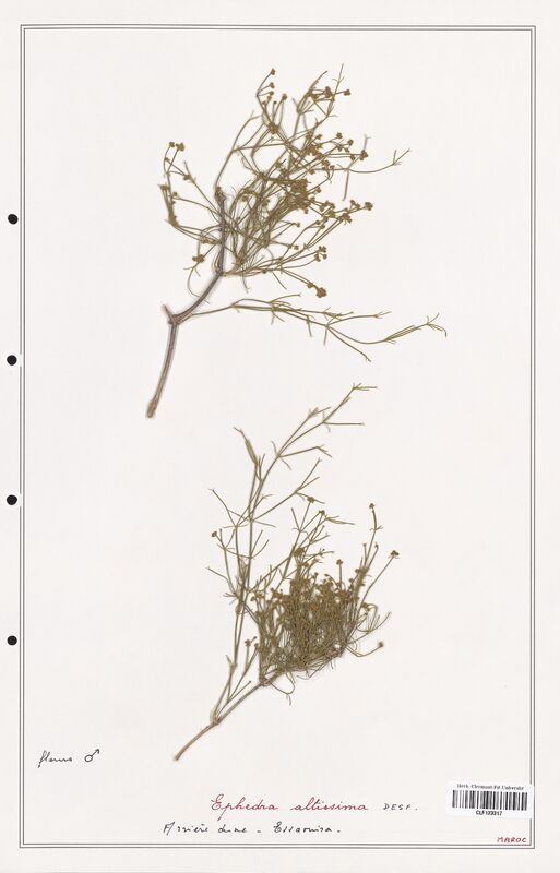 Ephedra altissima  (Ephedraceae)