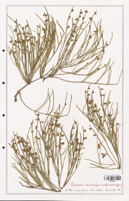 Ephedra distachya  (Ephedraceae)