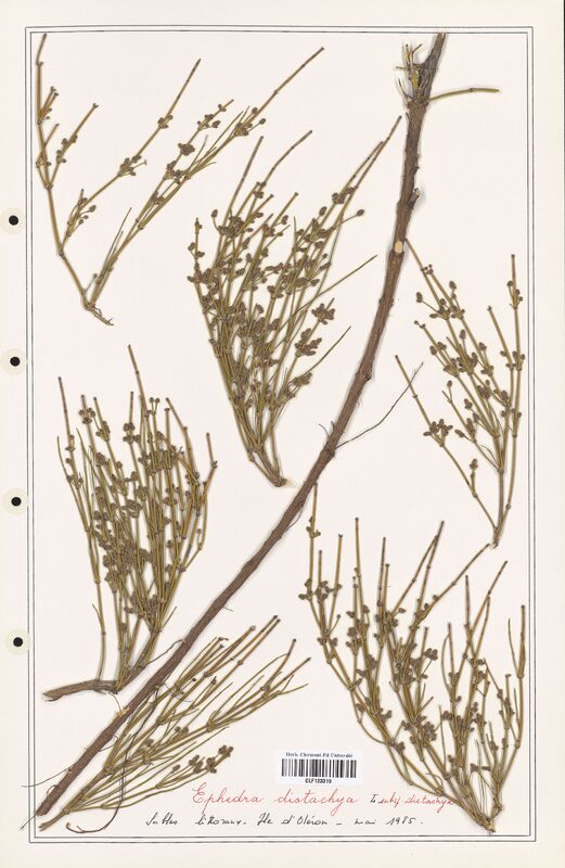 Ephedra distachya  (Ephedraceae)