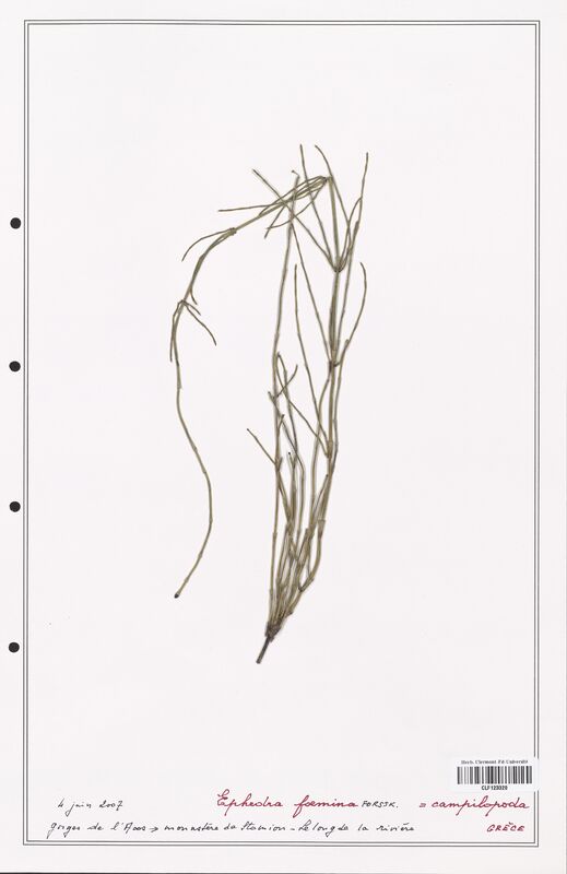 Ephedra foemina  (Ephedraceae)