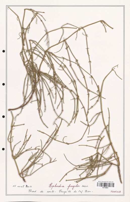 Ephedra fragilis  (Ephedraceae)