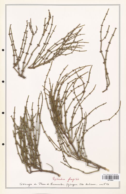 Ephedra fragilis  (Ephedraceae)